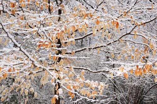 American Beech, Reeves-Reed Arboretum, Union County, NJ 03 11 (6297SA).jpg